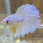 betta226