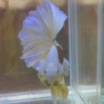 betta226