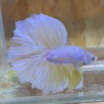 betta226