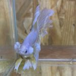 betta226