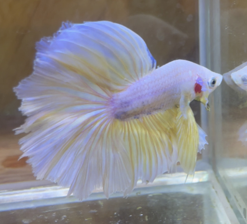 betta226
