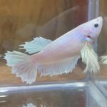 betta229