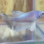 betta229
