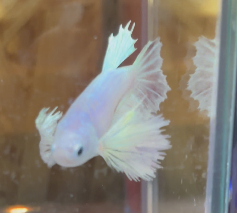 betta229