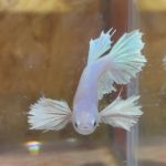 betta229