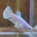 betta229