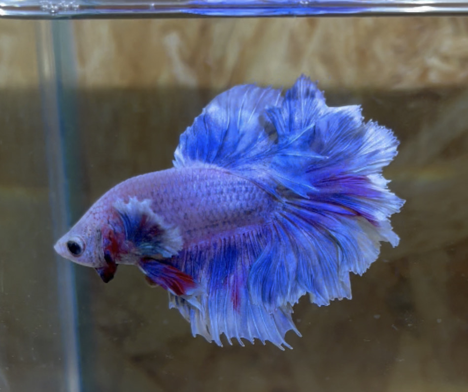 betta228
