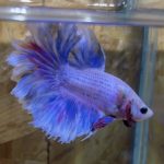betta228