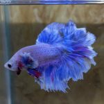 betta228