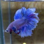 betta228