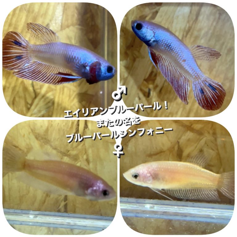 betta108