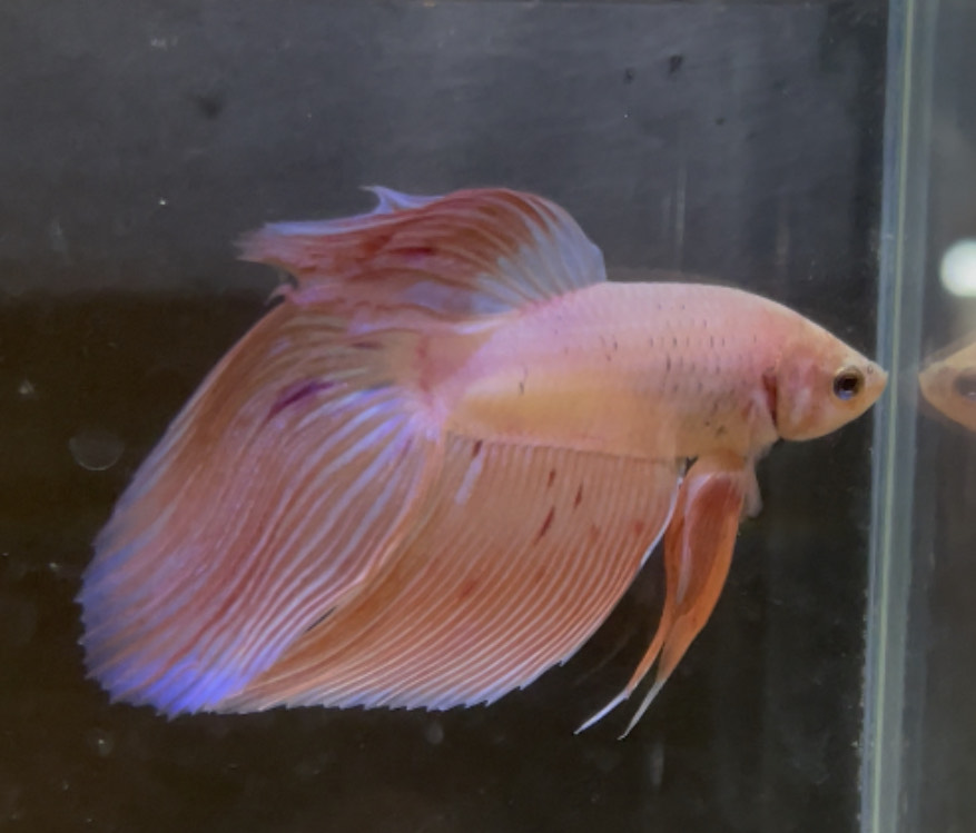 betta232