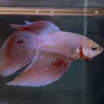 betta232