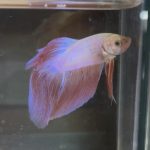 betta232