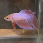 betta232