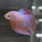 betta232