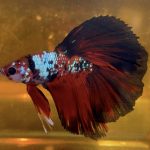 betta173