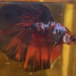 betta173