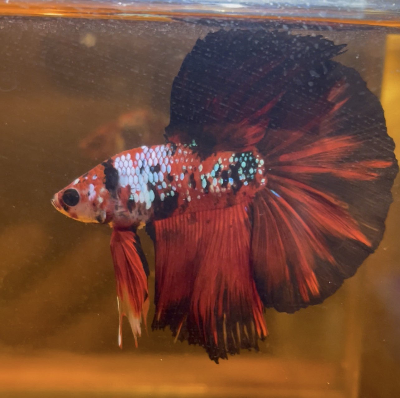 betta173