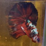 betta173