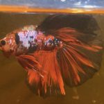 betta173