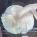betta174