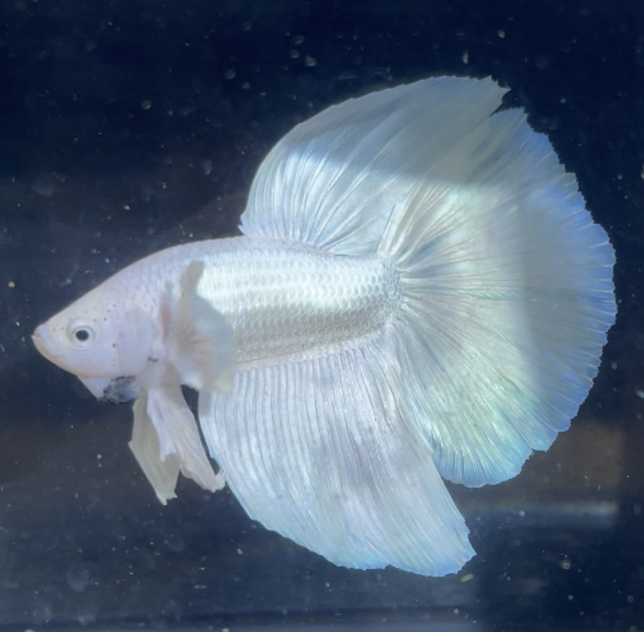 betta174