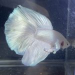 betta174