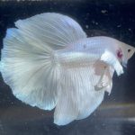 betta174