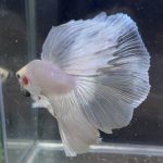 betta175