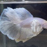 betta175