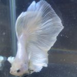 betta175