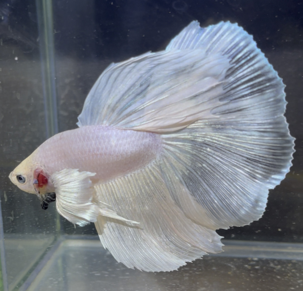 betta175