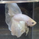 betta175