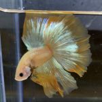 betta178