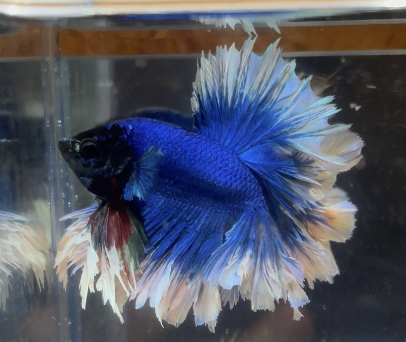 betta197