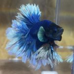 betta197