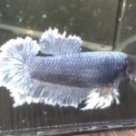 betta197