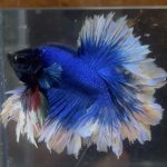 betta197