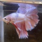 betta223