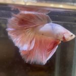 betta223