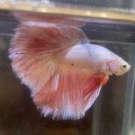 betta223
