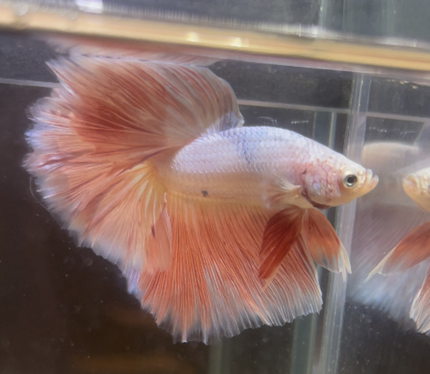 betta223