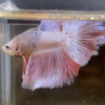 betta223