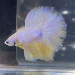 betta220