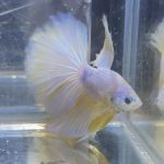 betta220