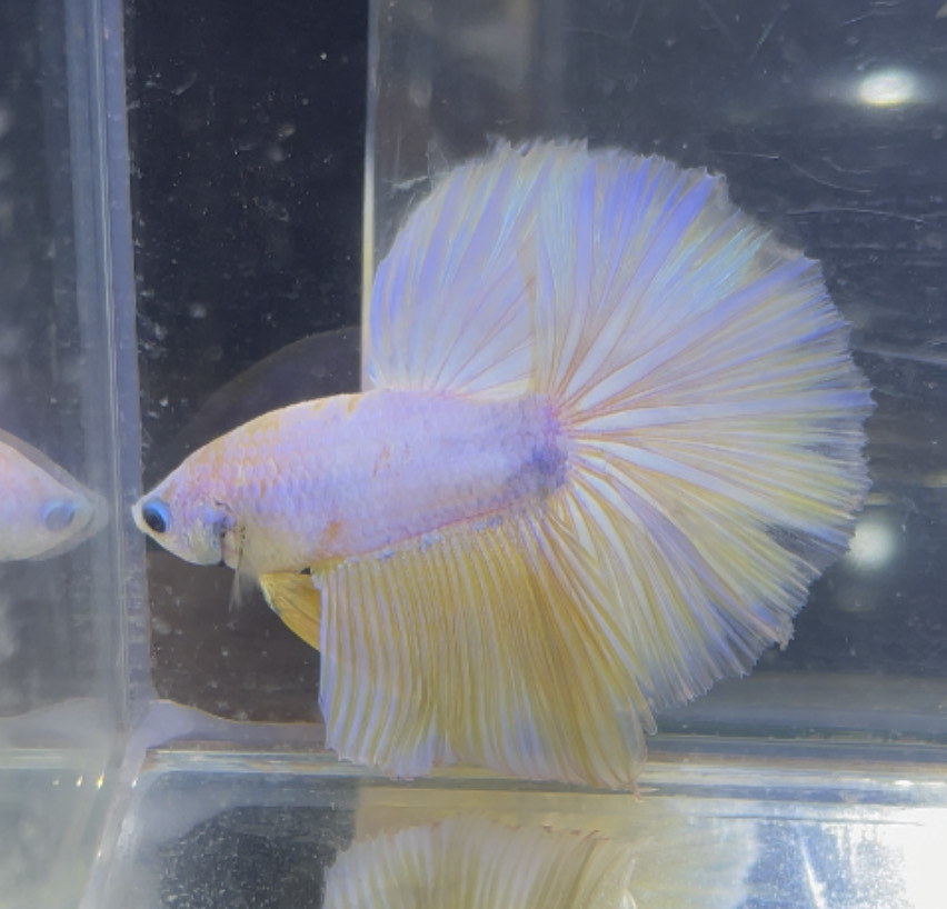 betta220