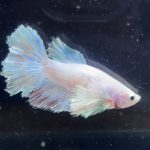 betta248