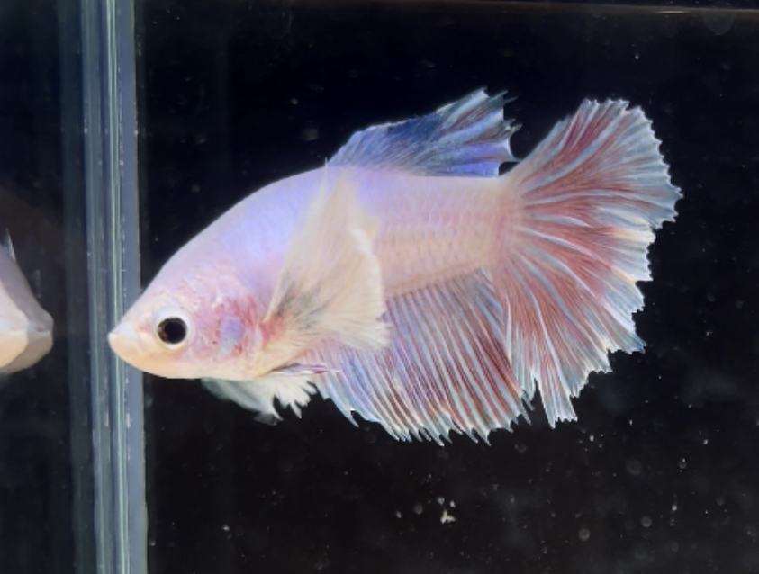 betta248