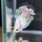 betta248